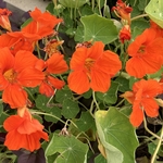 Arboretum at Penn State