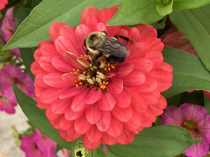 Arboretum at Penn State