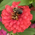 Arboretum at Penn State