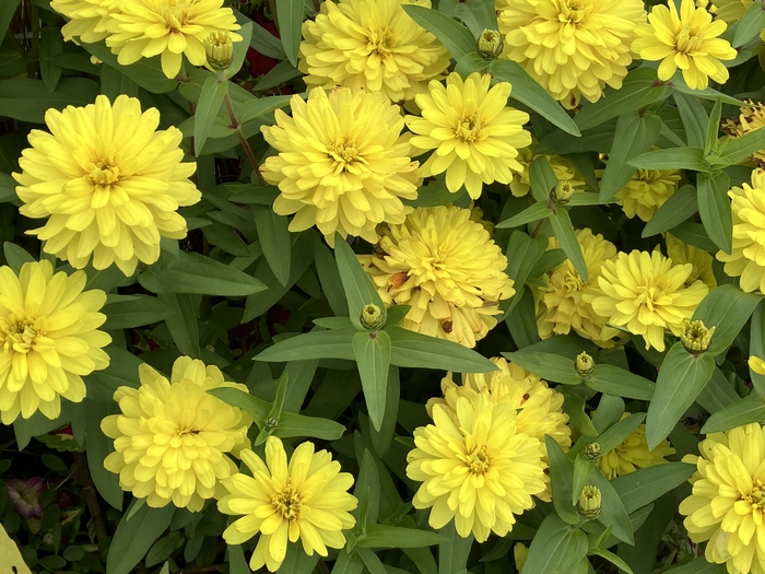 Arboretum at Penn State
