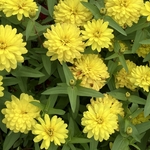 Arboretum at Penn State