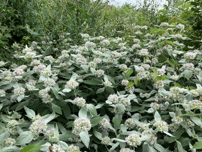 Arboretum at Penn State