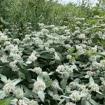 Arboretum at Penn State