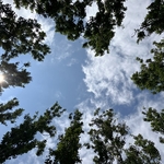 Arboretum at Penn State