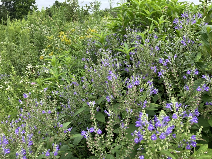 Arboretum at Penn State