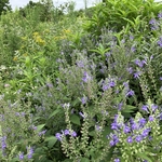 Arboretum at Penn State