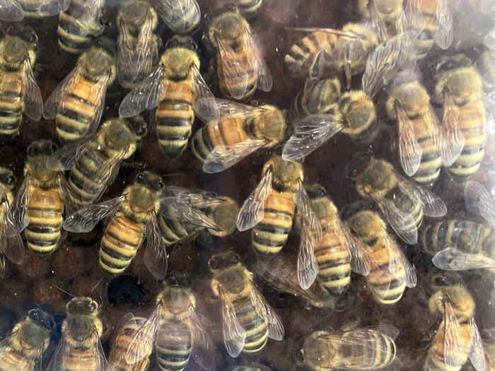 Arboretum at Penn State