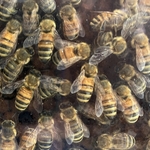 Arboretum at Penn State