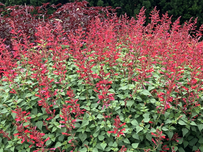 Arboretum at Penn State
