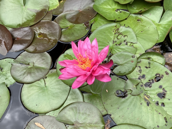 Arboretum at Penn State