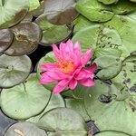 Arboretum at Penn State