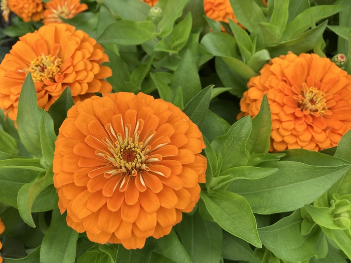 Arboretum at Penn State