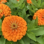 Arboretum at Penn State