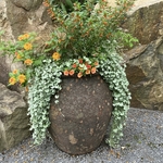 Arboretum at Penn State