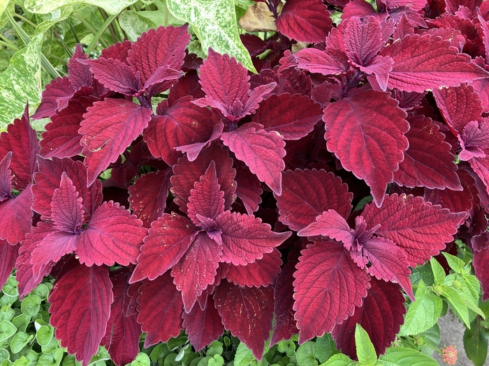Arboretum at Penn State