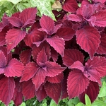 Arboretum at Penn State