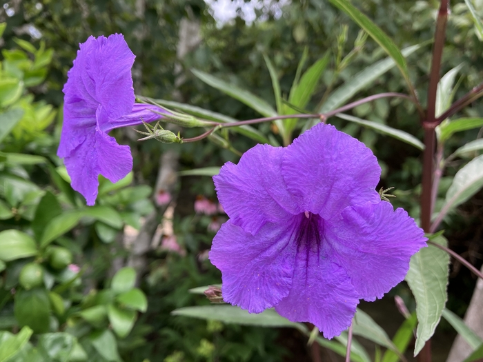 Arboretum at Penn State