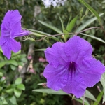 Arboretum at Penn State