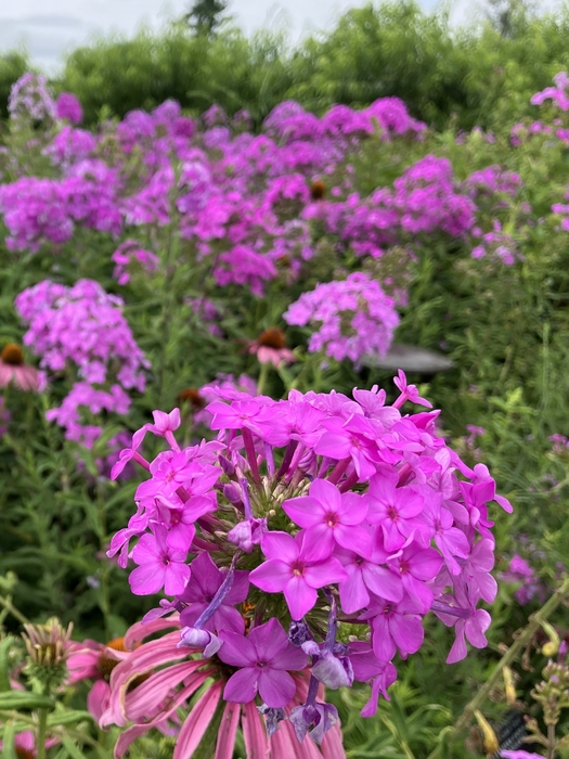 Arboretum at Penn State