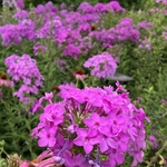 Arboretum at Penn State