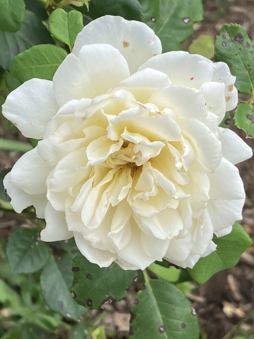 Arboretum at Penn State