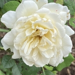 Arboretum at Penn State