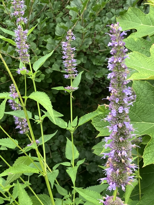 Arboretum at Penn State