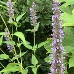 Arboretum at Penn State