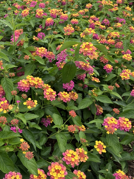 Arboretum at Penn State