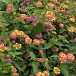 Arboretum at Penn State