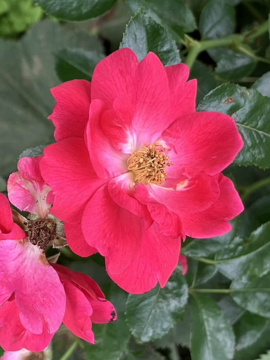 Arboretum at Penn State