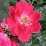 Arboretum at Penn State