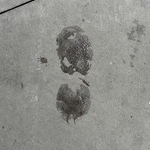 My Footprint