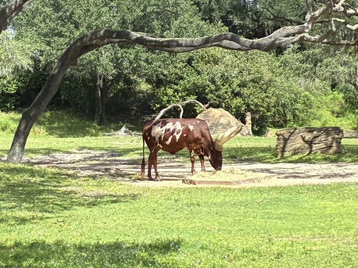 Kilimanjaro Safari
