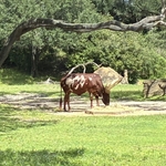 Kilimanjaro Safari