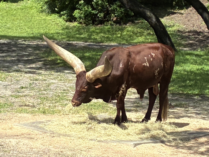 Kilimanjaro Safari