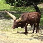 Kilimanjaro Safari