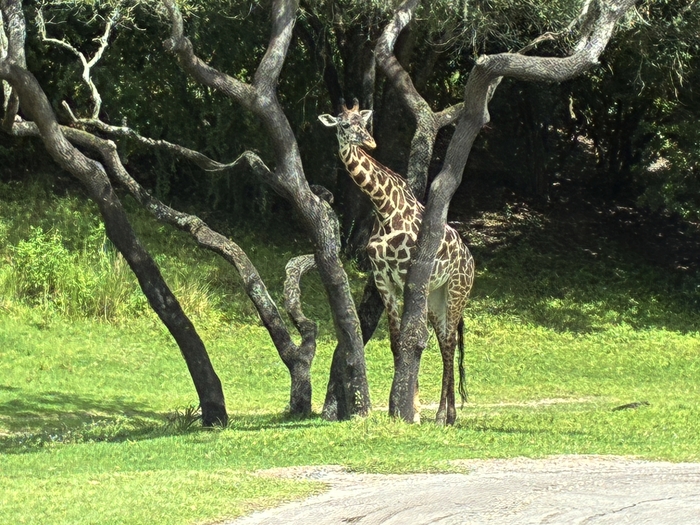 Kilimanjaro Safari