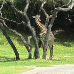 Kilimanjaro Safari