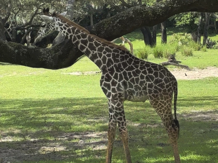 Kilimanjaro Safari