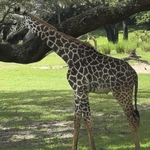 Kilimanjaro Safari