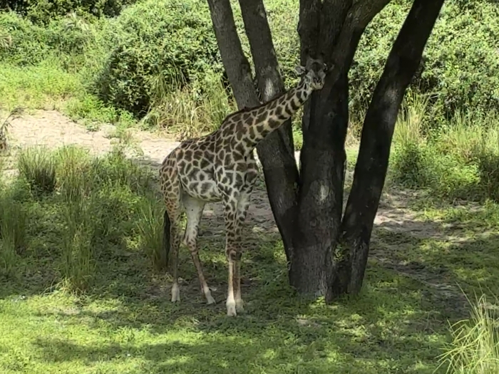 Kilimanjaro Safari