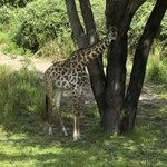 Kilimanjaro Safari