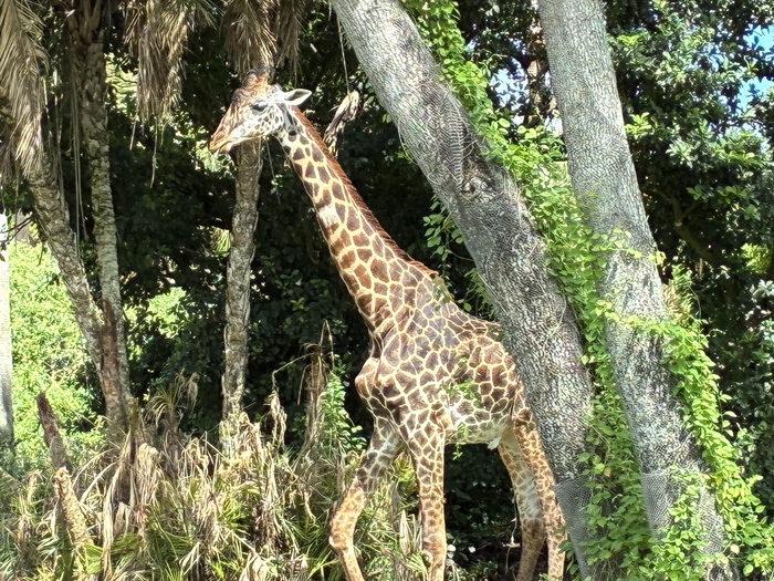 Kilimanjaro Safari