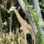 Kilimanjaro Safari