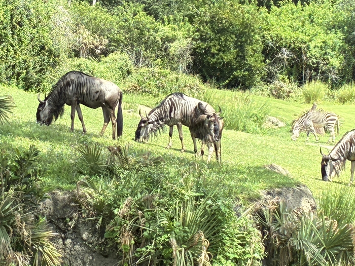 Kilimanjaro Safari