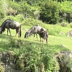 Kilimanjaro Safari
