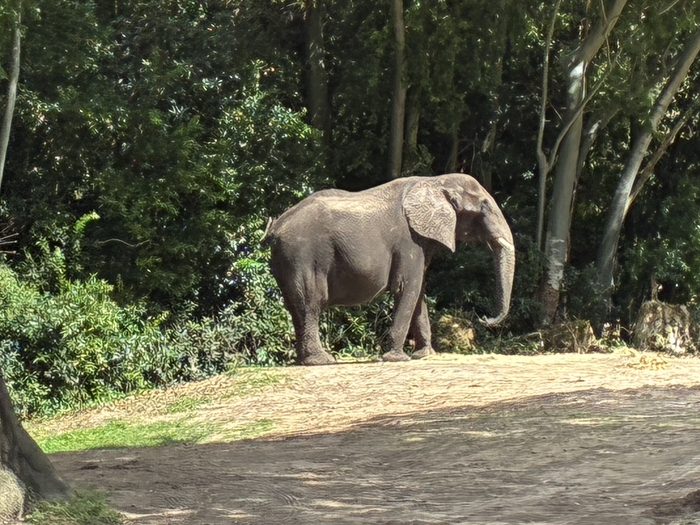 Kilimanjaro Safari