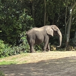 Kilimanjaro Safari