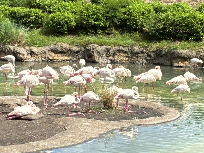 Kilimanjaro Safari
